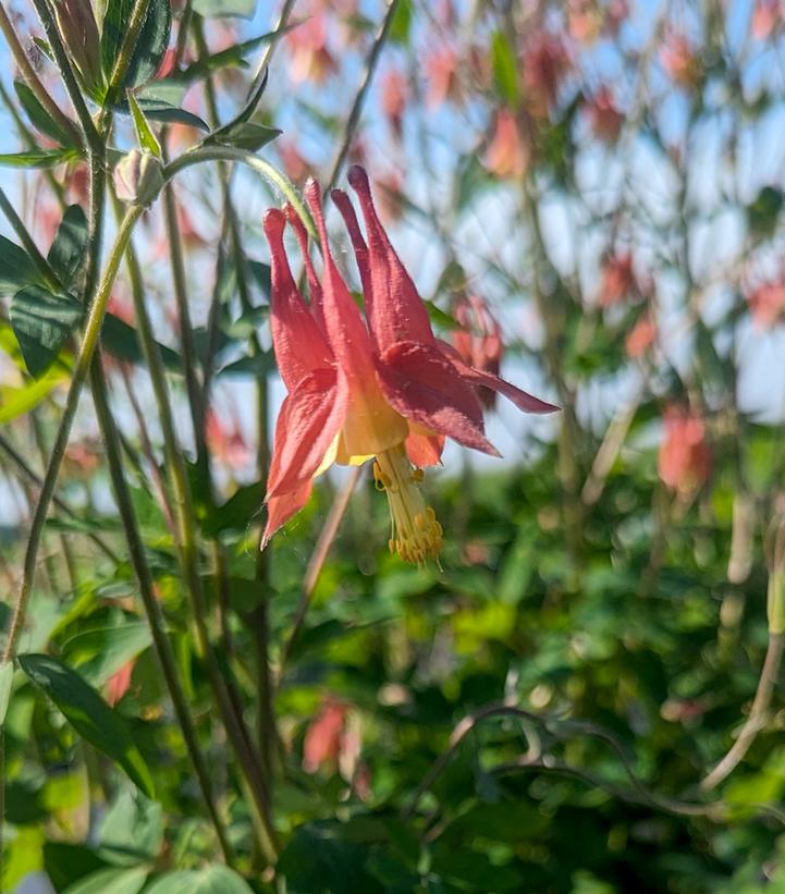 AQUILEGIA CANADENSIS `LITTLE LANTERNS`