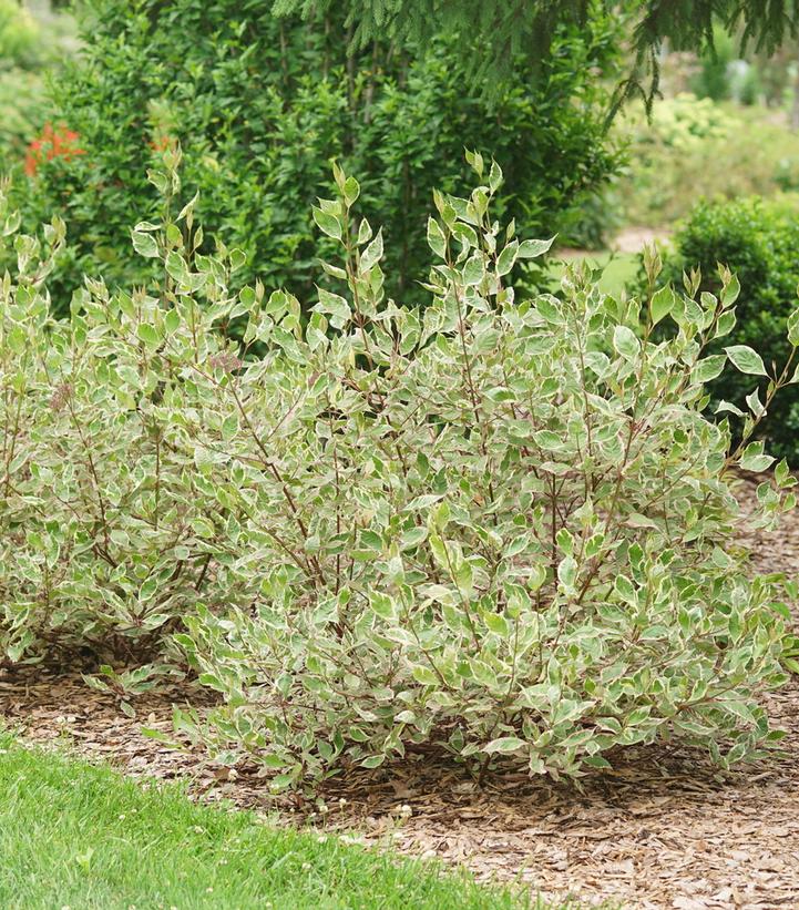 CORNUS ALBA `SGT. PEPPER`