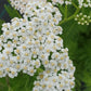 ACHILLEA MILLEFOLIUM