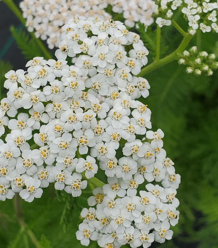 ACHILLEA MILLEFOLIUM