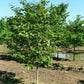 CERCIS CANADENSIS `LUSCIOUS LAVENDER`