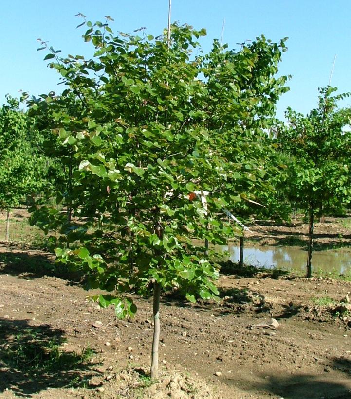 CERCIS CANADENSIS `LUSCIOUS LAVENDER`