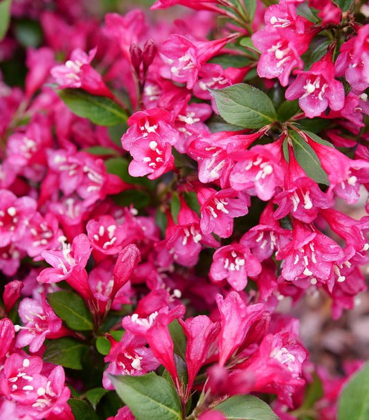 WEIGELA `SONIC BLOOM PUNCH`