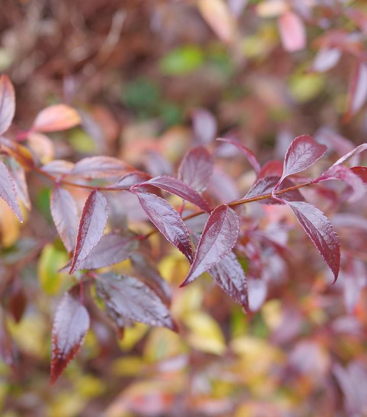 DEUTZIA `YUKI KABUKI`