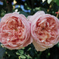 ROSA `COLETTE` CL