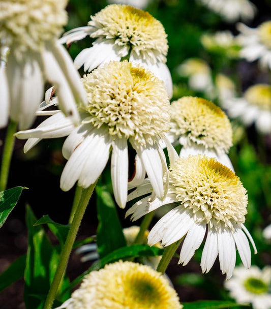 ECHINACEA VANILLA DRIP™