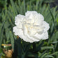 DIANTHUS F.P. `WHIPPED CREAM`