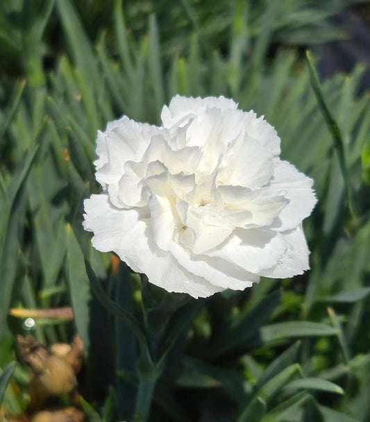 DIANTHUS F.P. `WHIPPED CREAM`