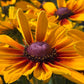 RUDBECKIA SUNBECKIA® `MARILYN`