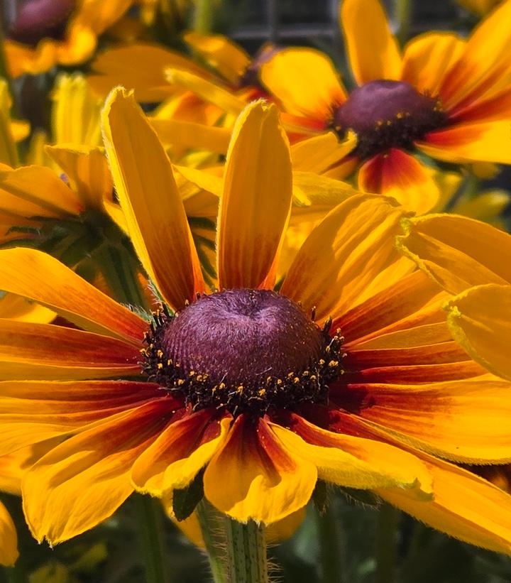 RUDBECKIA SUNBECKIA® `MARILYN`
