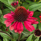 ECHINACEA COLOR CODED® KNOCK `EM RED-Coneflower