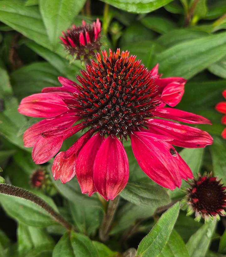 ECHINACEA COLOR CODED® KNOCK `EM RED-Coneflower