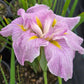 IRIS ENSATA `PINKERTON`-Iris
