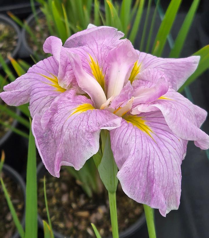 IRIS ENSATA `PINKERTON`-Iris