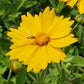 COREOPSIS `SUNSHINE SUPERMAN`