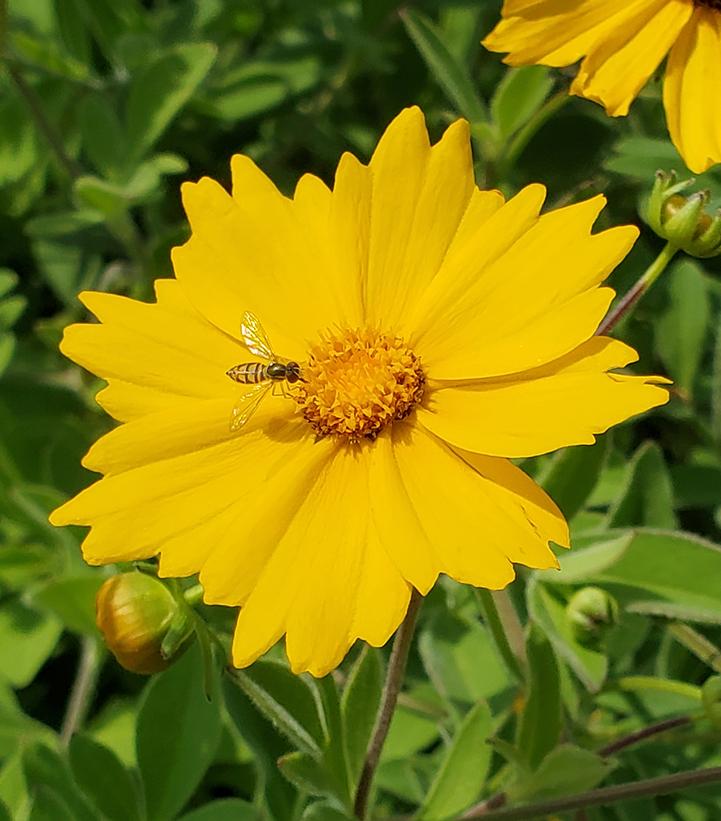 COREOPSIS `SUNSHINE SUPERMAN`