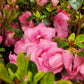 AZALEA `ROSEBUD`