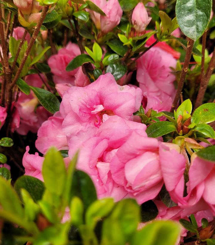 AZALEA `ROSEBUD`