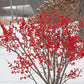 ILEX VERTICILLATA `BERRY POPPINS`