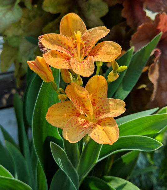 BELAMCANDA CHINENSIS `FRECKLE FACE`