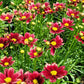 COREOPSIS LI`L BANG `RED ELF`
