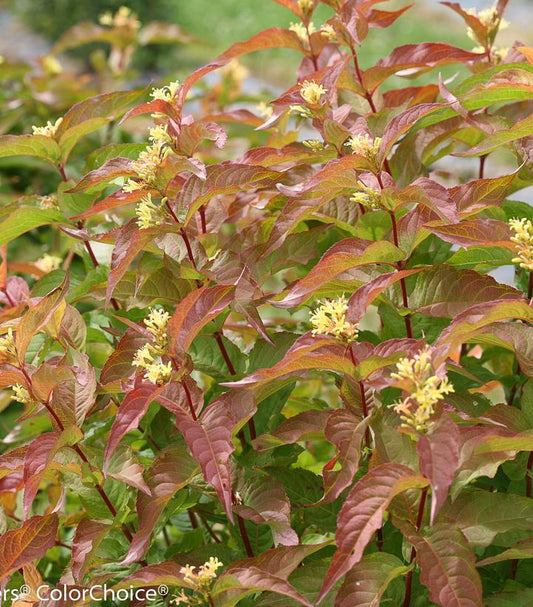 DIERVILLA RIVULARIS `KODIAK ORANGE`