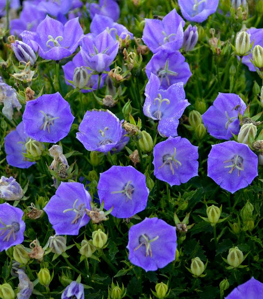 CAMPANULA CARPATICA `RAPIDO BLUE`