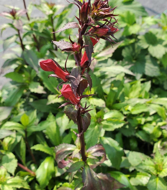 LOBELIA SPECIOSA `STARSHIP SCARLET`