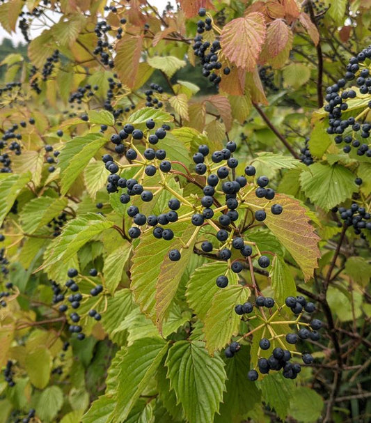 VIBURNUM DENTATUM