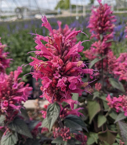 AGASTACHE `MORELLO`