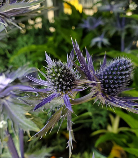 ERYNGIUM `BIG BLUE`