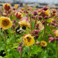 GEUM TEMPO `YELLOW`