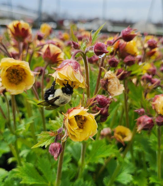 GEUM TEMPO `YELLOW`