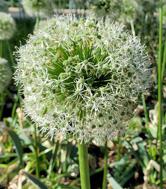 ALLIUM `MOUNT EVEREST`