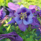 AQUILEGIA EARLYBIRD `PURPLE BLUE`