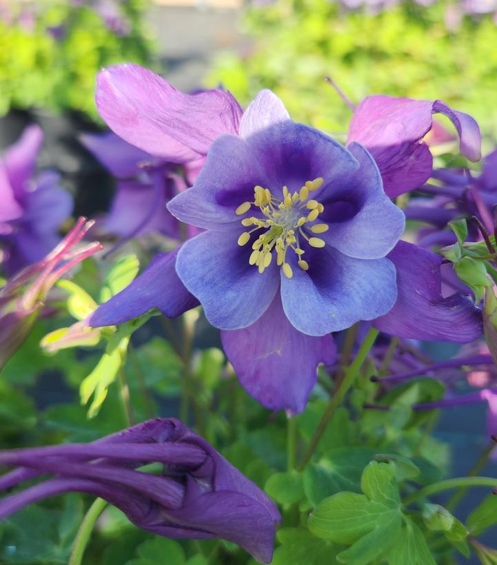 AQUILEGIA EARLYBIRD `PURPLE BLUE`