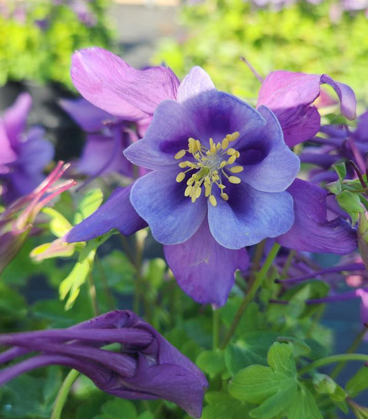 AQUILEGIA EARLYBIRD `PURPLE BLUE`