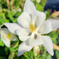 AQUILEGIA EARLYBIRD `WHITE`