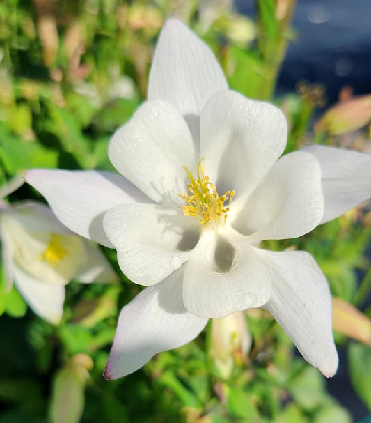 AQUILEGIA EARLYBIRD `WHITE`