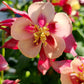 AQUILEGIA EARLYBIRD `RED YELLOW`