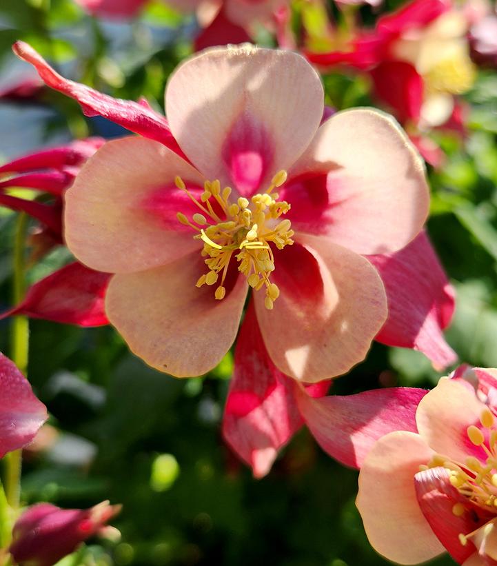 AQUILEGIA EARLYBIRD `RED YELLOW`