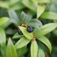 SARCOCOCCA HOOKERIANA `SWEET & LO`