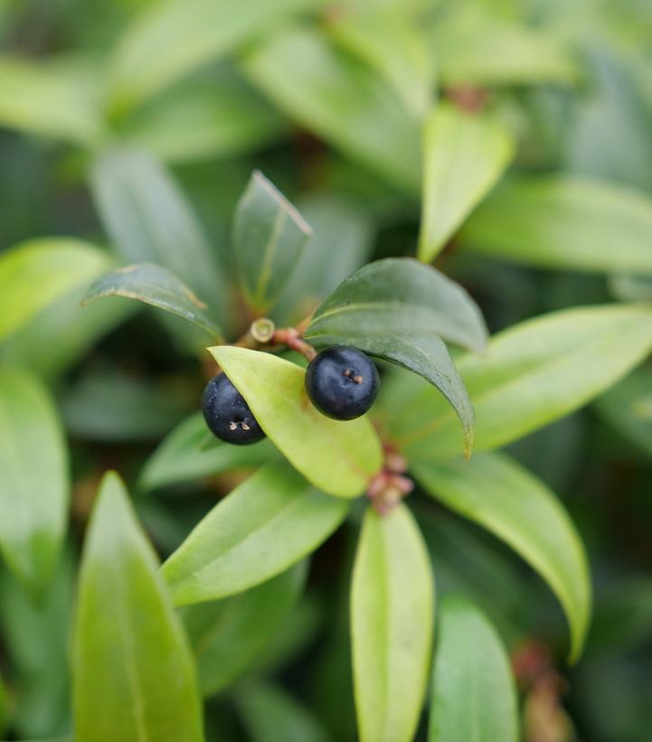 SARCOCOCCA HOOKERIANA `SWEET & LO`