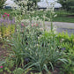 ERYNGIUM YUCCIFOLIUM