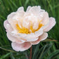 PAEONIA LACTIFLORA `GARDENIA` (WHITE)