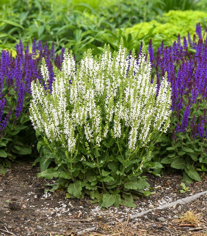 SALVIA `WHITE PROFUSION`