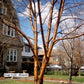 BETULA ALLEGHANIENSIS - SINGLE