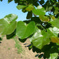 CERCIS CANADENSIS `LUSCIOUS LAVENDER`