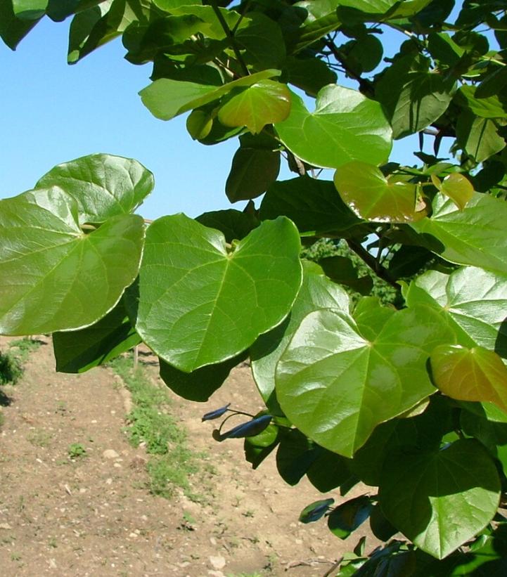 CERCIS CANADENSIS `LUSCIOUS LAVENDER`