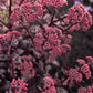 SEDUM PUFF PASTRY™ RASPBERRY